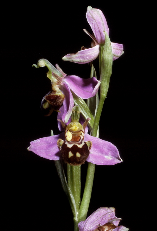Orchidee in una villa vicino a Piediluco (Terni)